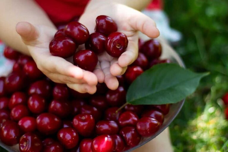 Do Cherries Make You Poop_
