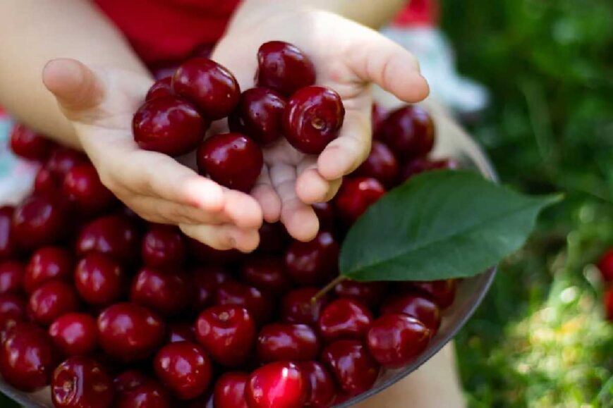 Do Cherries Make You Poop_