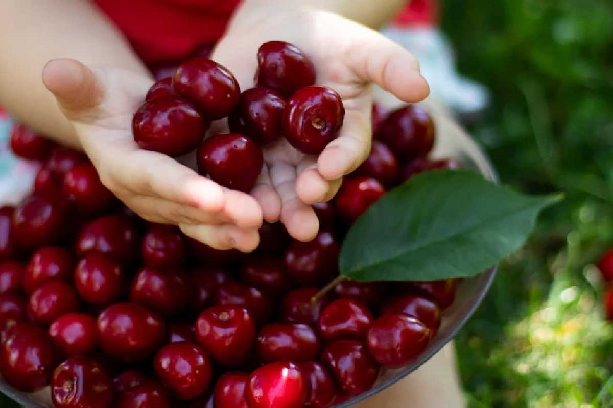 Do Cherries Make You Poop_